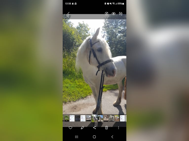 Tinker Croisé Jument 15 Ans Blanc in Oberursel