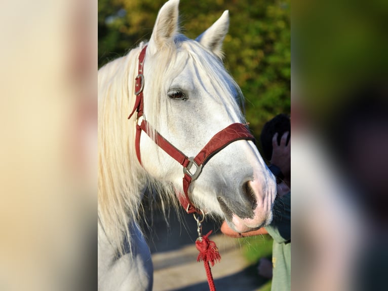 Tinker Croisé Jument 15 Ans Blanc in Oberursel