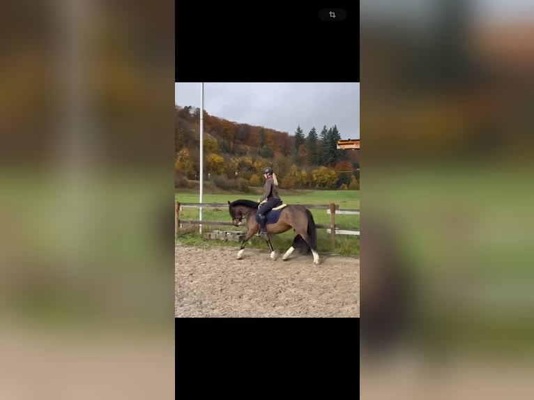 Tinker Jument 16 Ans 140 cm Bai in Helmstadt-Bargen