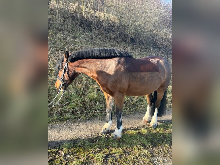 Tinker Jument 16 Ans 140 cm Bai in Helmstadt-Bargen