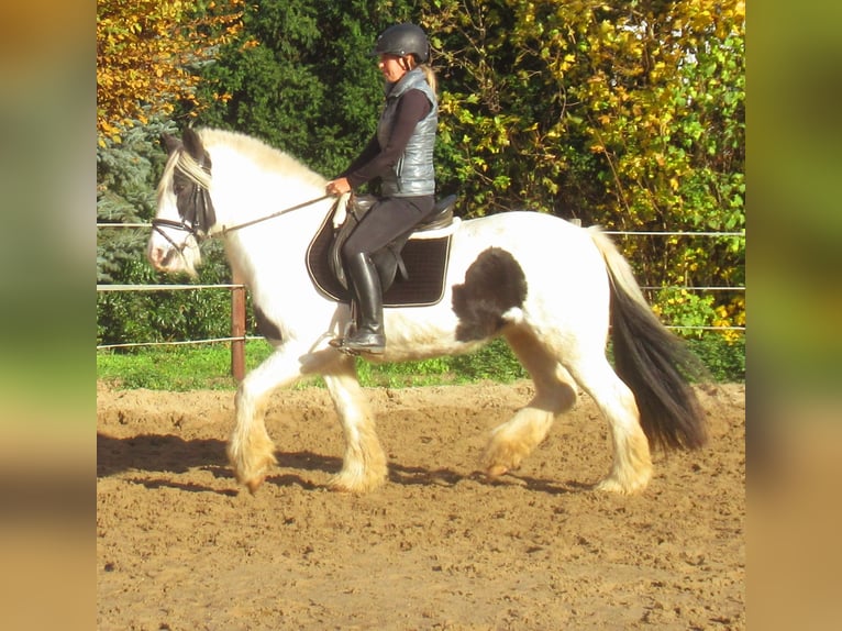Tinker Jument 16 Ans 147 cm Pinto in Velpke