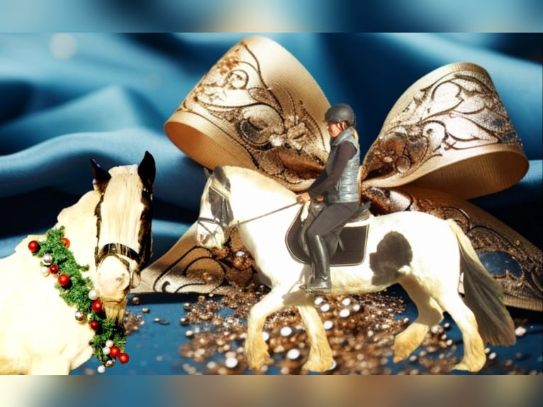 Tinker Jument 16 Ans 147 cm Pinto in Velpke