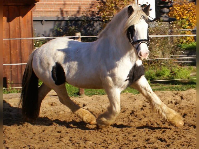 Tinker Jument 16 Ans 147 cm Pinto in Velpke