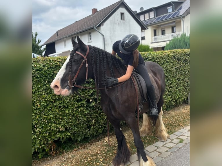 Tinker Jument 16 Ans 148 cm Noir in Sankt Augustin