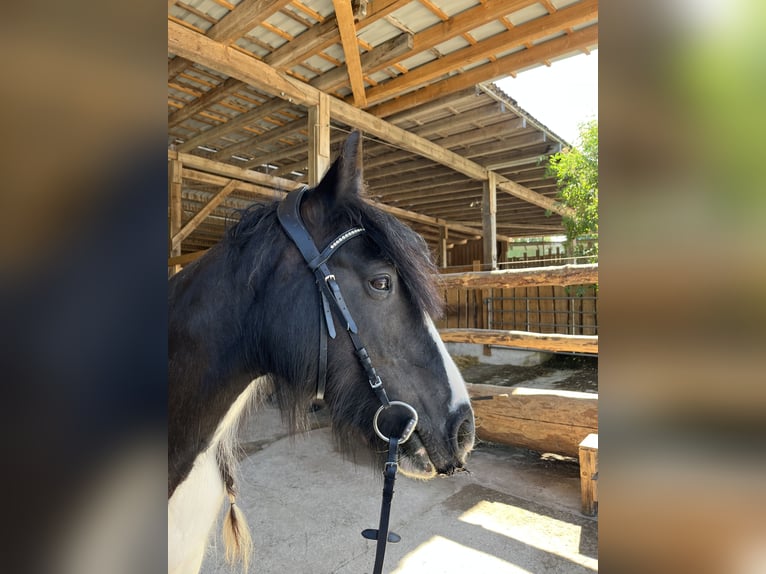 Tinker Jument 16 Ans 150 cm Pinto in Schnabelwaid