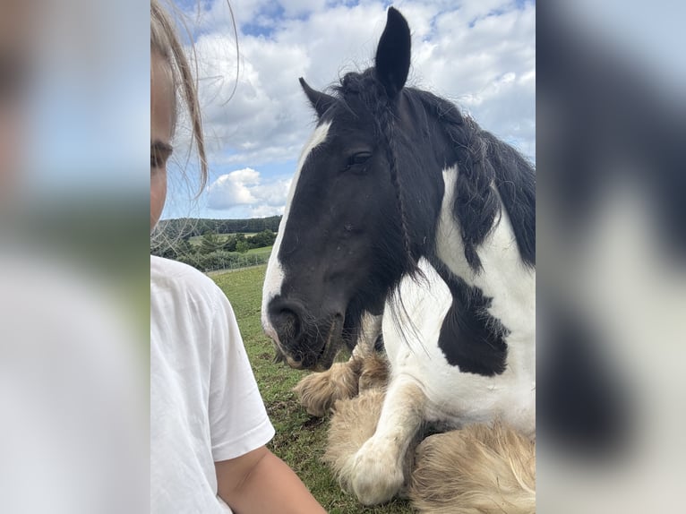 Tinker Jument 16 Ans 150 cm Pinto in Schnabelwaid
