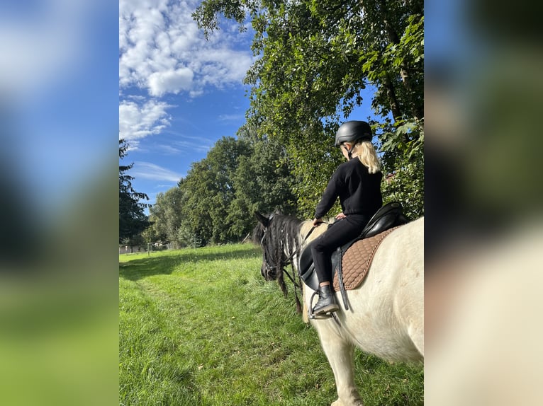 Tinker Jument 16 Ans 150 cm Pinto in Schnabelwaid
