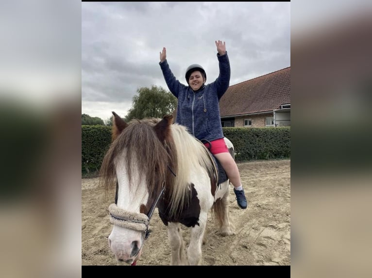 Tinker Jument 16 Ans 154 cm Pinto in Zwalm