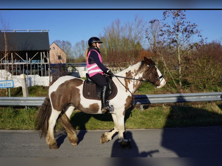 Tinker Jument 16 Ans 154 cm Pinto in Zwalm