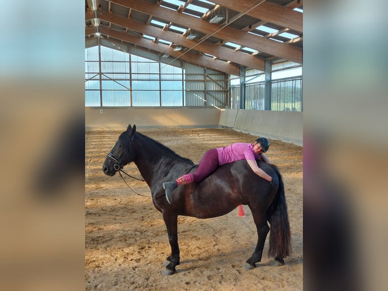 Tinker Croisé Jument 16 Ans 155 cm Noir in Hennef