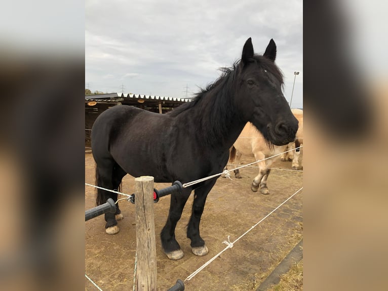 Tinker Croisé Jument 16 Ans 155 cm Noir in Hennef