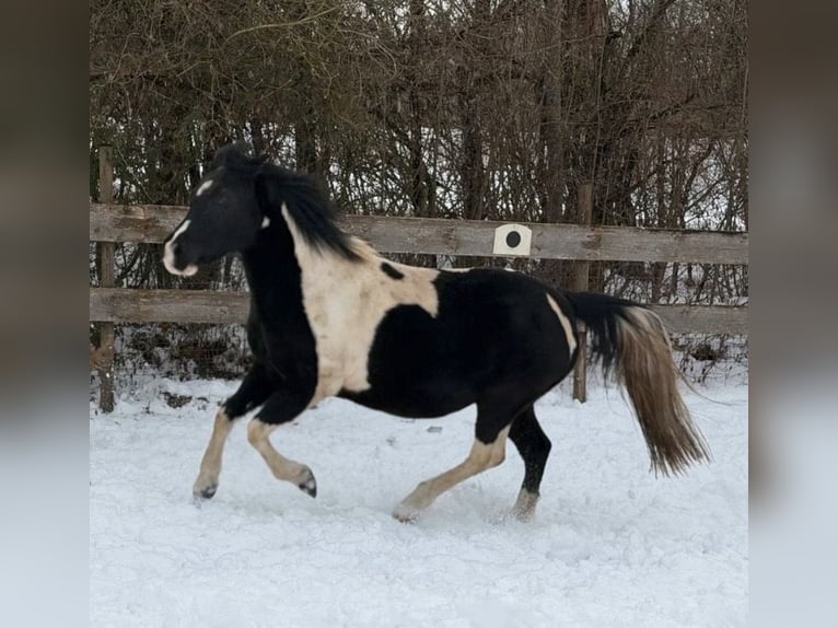 Tinker Croisé Jument 17 Ans 135 cm Pinto in Ulm