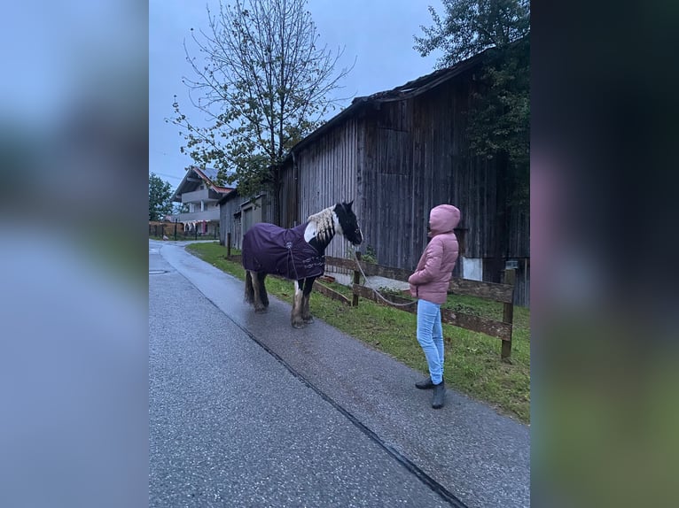 Tinker Jument 17 Ans 140 cm Pinto in Halblech
