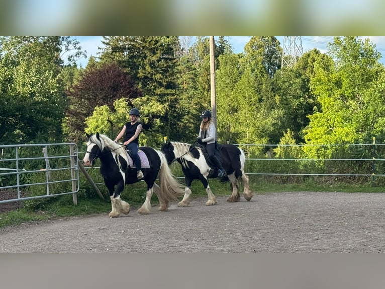 Tinker Jument 17 Ans 140 cm Pinto in Halblech