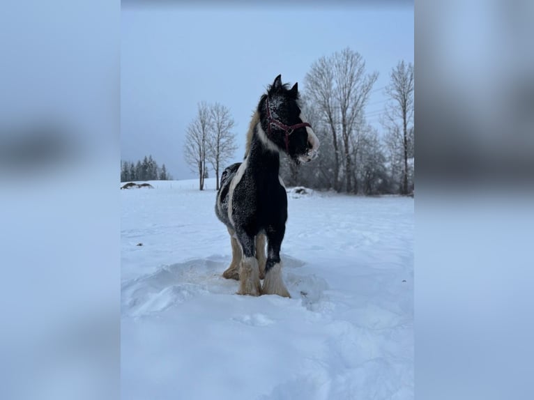 Tinker Jument 17 Ans 140 cm Pinto in Halblech