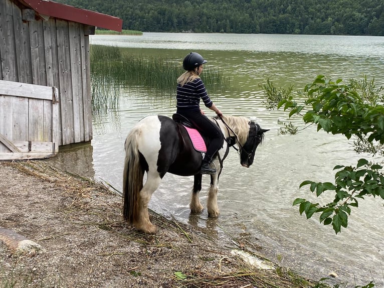 Tinker Jument 17 Ans 140 cm Pinto in Halblech
