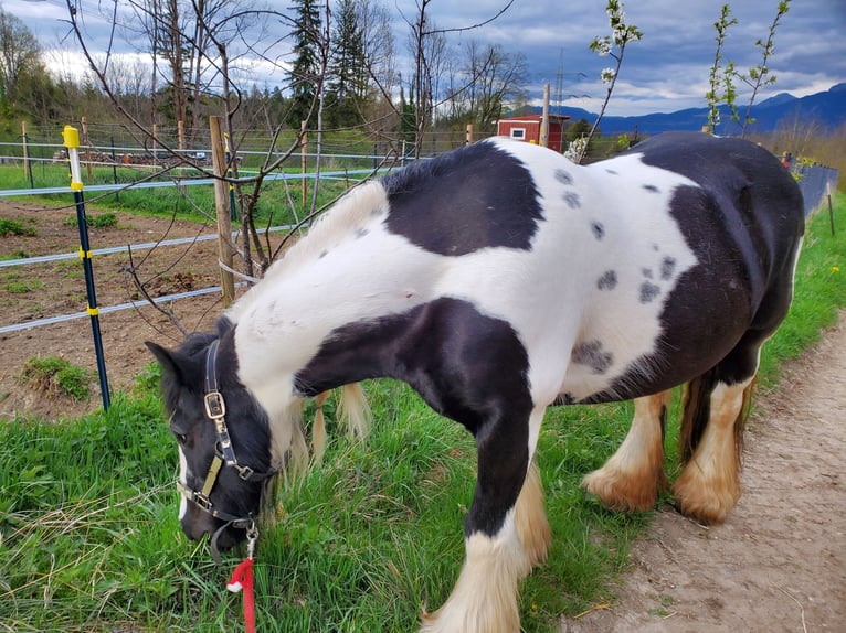Tinker Jument 17 Ans 140 cm Pinto in Halblech