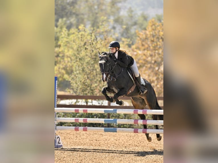 Tinker Croisé Jument 17 Ans 152 cm Bai brun in South Pasadena, California