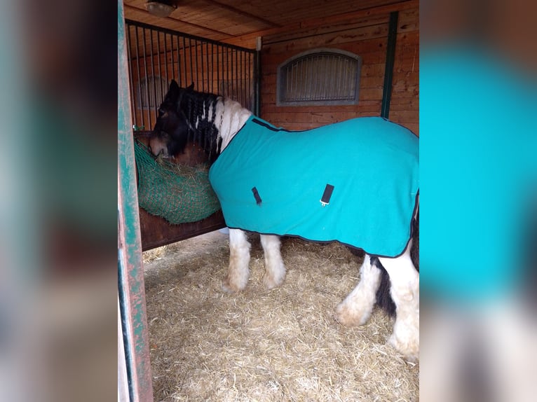 Tinker Croisé Jument 17 Ans 155 cm Bai brun in Ornbau