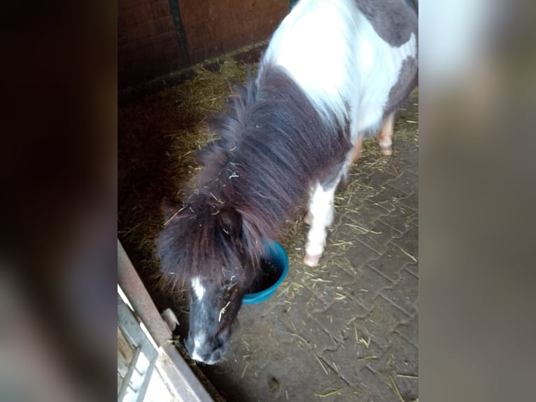 Tinker Croisé Jument 17 Ans 155 cm Bai brun in Ornbau