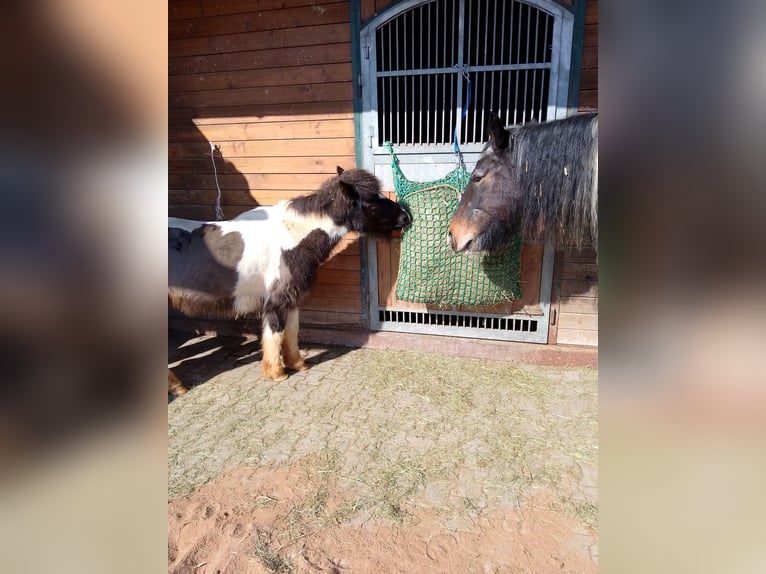 Tinker Croisé Jument 17 Ans 155 cm Bai brun in Ornbau