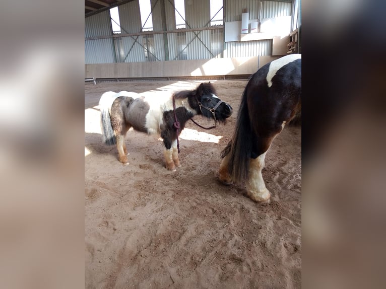 Tinker Croisé Jument 17 Ans 155 cm Bai brun in Ornbau