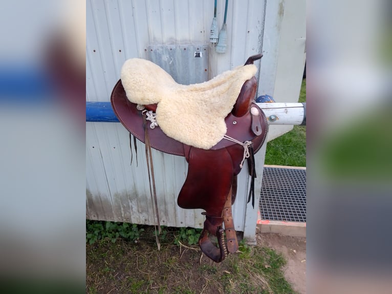Tinker Croisé Jument 17 Ans 155 cm Bai brun in Ornbau