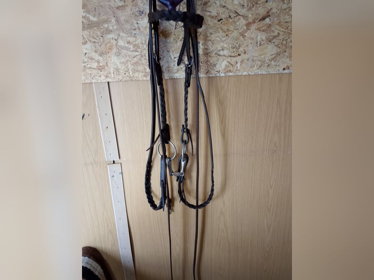 Tinker Croisé Jument 17 Ans 155 cm Bai brun in Ornbau