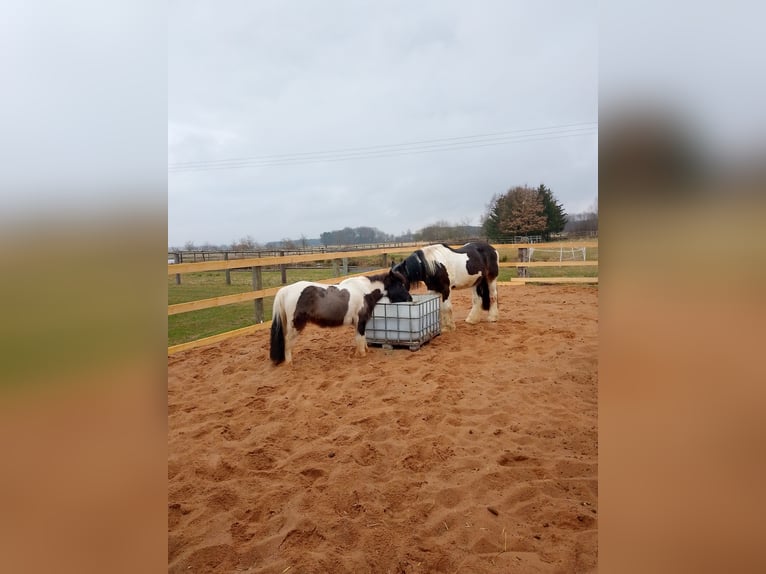Tinker Croisé Jument 17 Ans 155 cm Bai brun in Ornbau