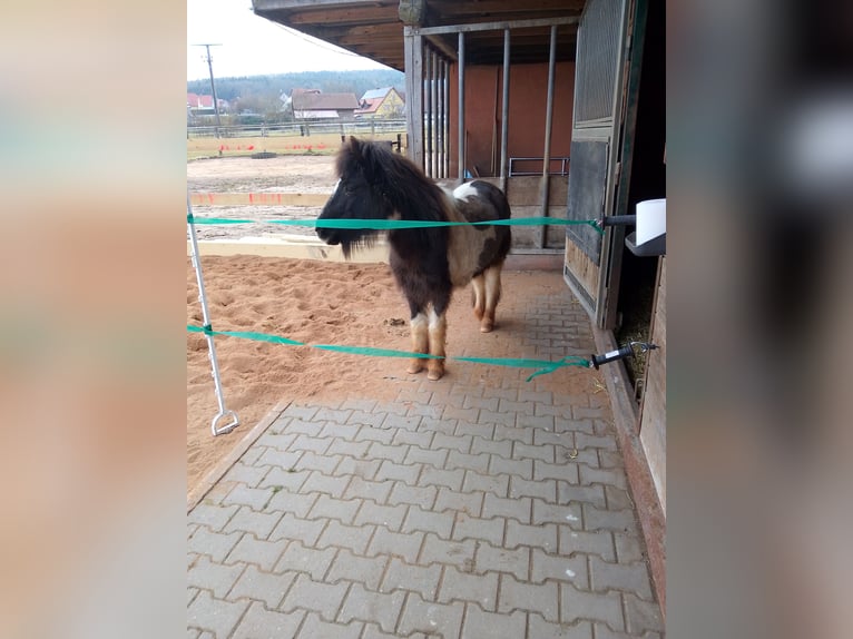 Tinker Croisé Jument 17 Ans 155 cm Bai brun in Ornbau