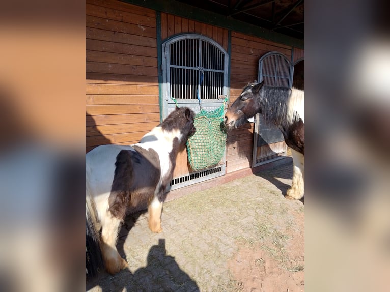 Tinker Croisé Jument 17 Ans 155 cm Bai brun in Ornbau