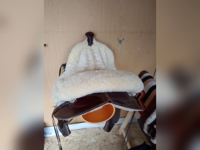 Tinker Croisé Jument 17 Ans 155 cm Bai brun in Ornbau