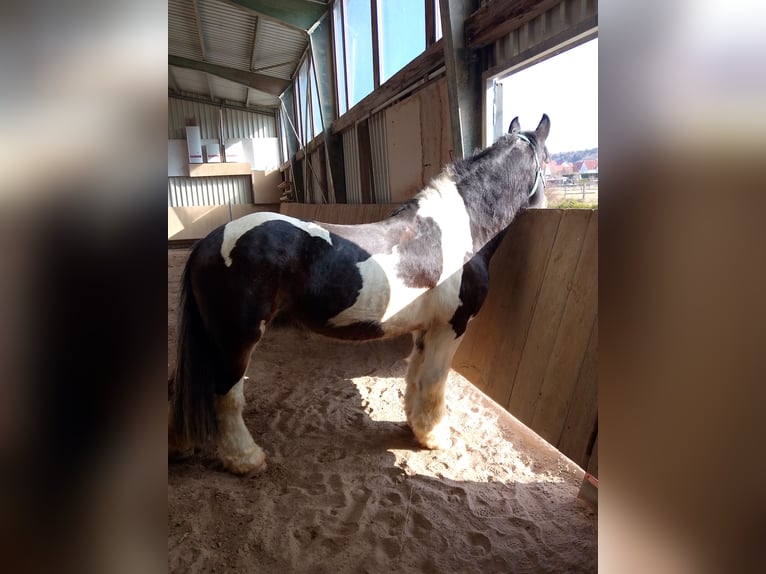Tinker Croisé Jument 17 Ans 155 cm Bai brun in Ornbau