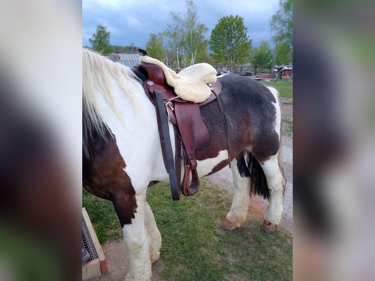 Tinker Croisé Jument 17 Ans 155 cm Bai brun in Ornbau