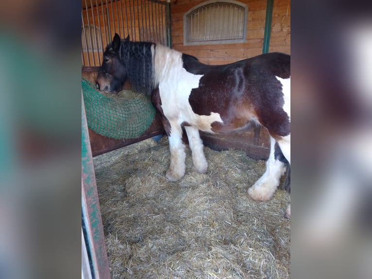 Tinker Croisé Jument 17 Ans 155 cm Bai brun in Ornbau