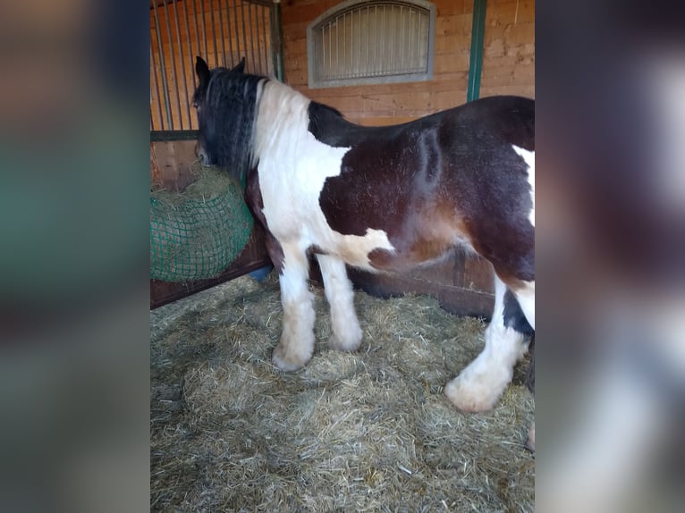 Tinker Croisé Jument 17 Ans 155 cm Bai brun in Ornbau