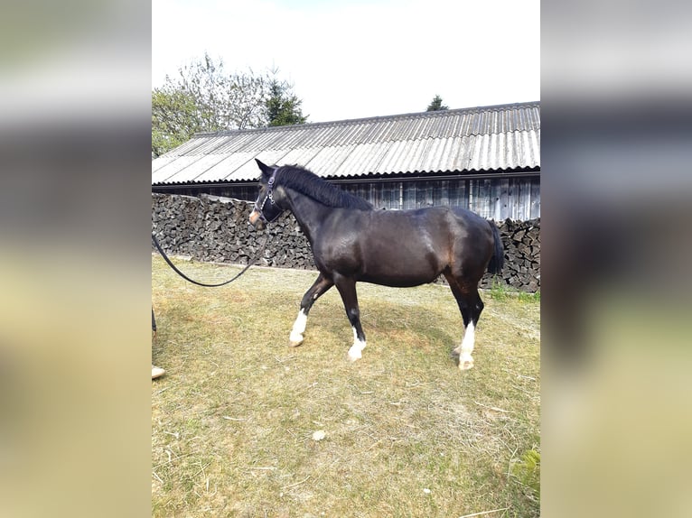 Tinker Jument 18 Ans 137 cm Noir in Groß-Neusiedl