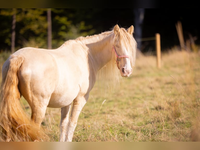 Tinker Croisé Jument 19 Ans 128 cm Cremello in Much
