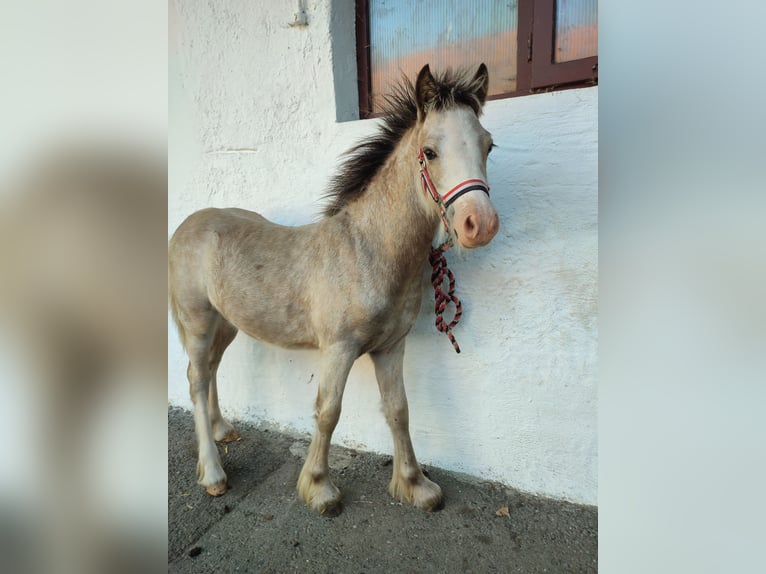 Tinker Croisé Jument 1 Année 130 cm Palomino in Oettingen in Bayern