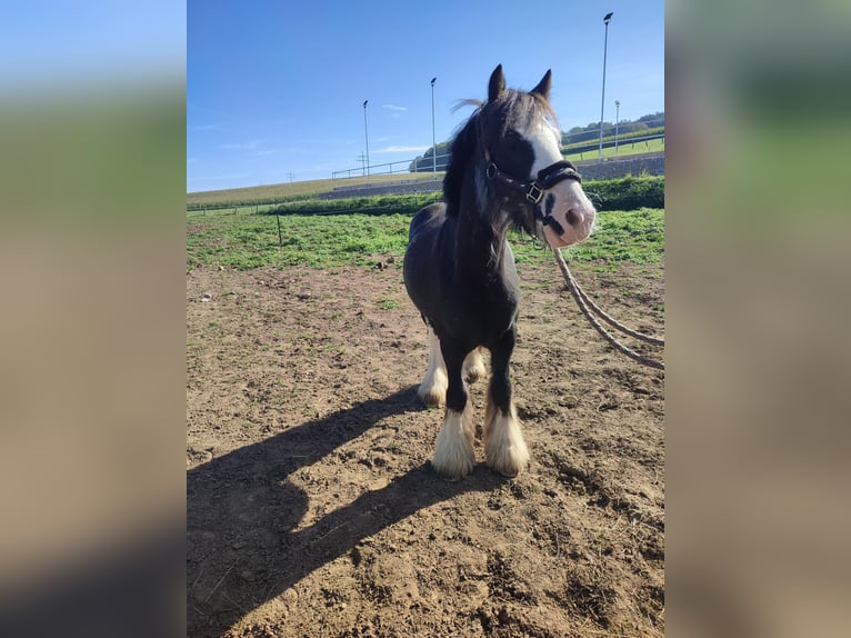 Tinker Croisé Jument 1 Année 130 cm Palomino in Oettingen in Bayern