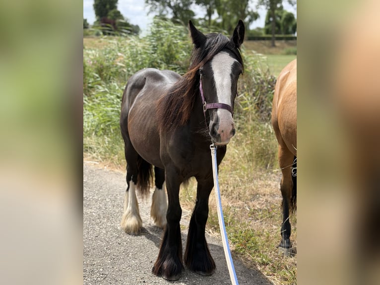 Tinker Jument 1 Année 140 cm Bai brun foncé in Zwartewaal