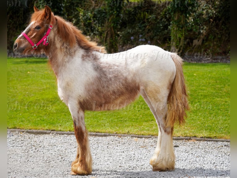 Tinker Jument 1 Année 150 cm Rouan Rouge in kerry