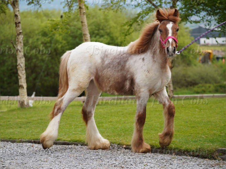 Tinker Jument 1 Année 150 cm Rouan Rouge in kerry