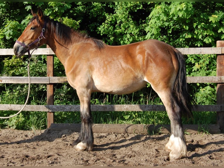 Tinker Jument 1 Année 160 cm Bai in Parsau