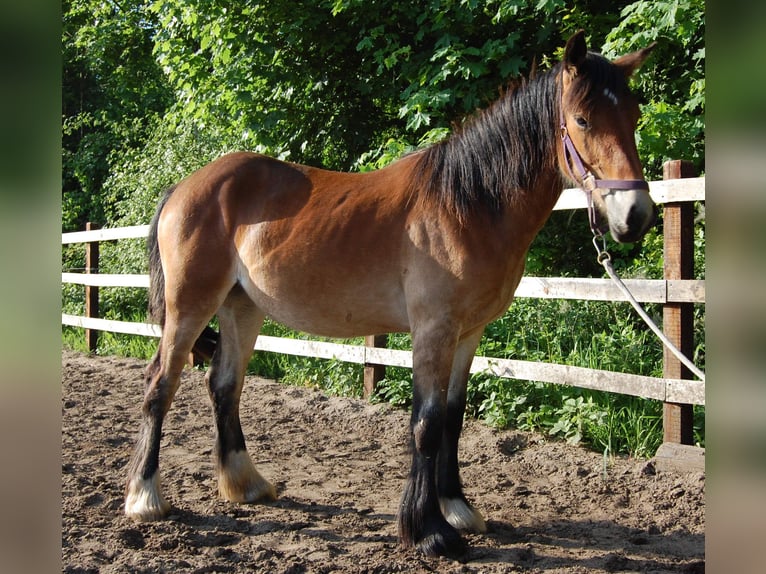 Tinker Jument 1 Année 160 cm Bai in Parsau