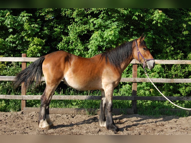 Tinker Jument 1 Année 160 cm Bai in Parsau