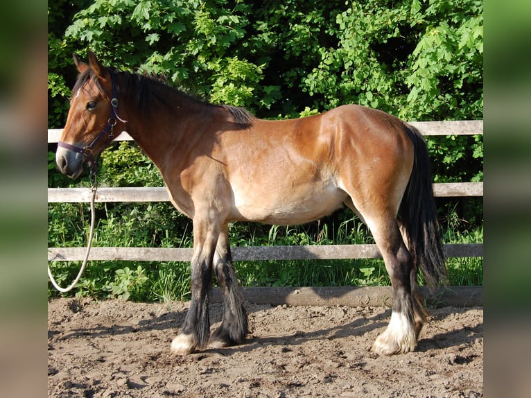 Tinker Jument 1 Année 160 cm Bai in Parsau