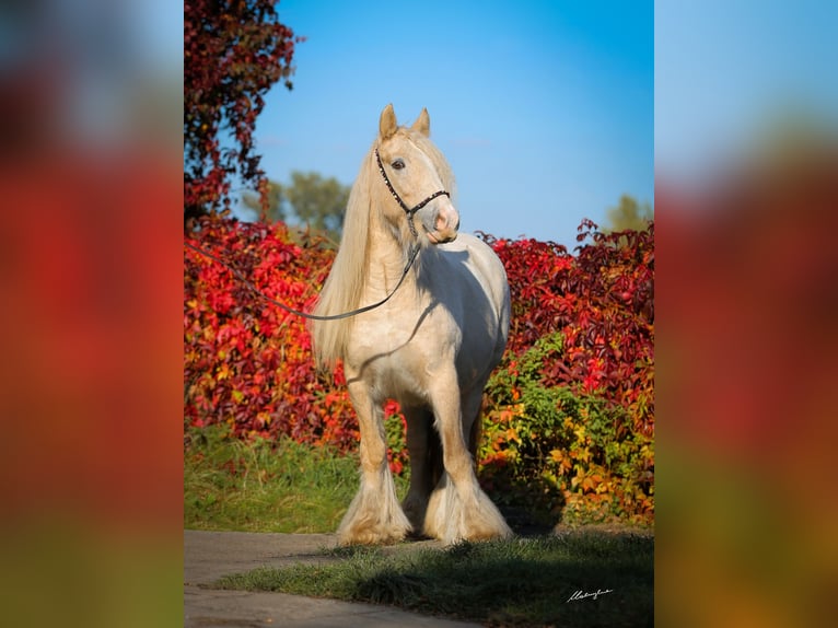 Tinker Jument 1 Année Palomino in Stryków