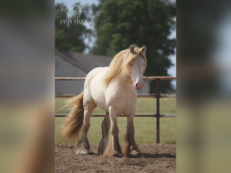 Tinker Jument 1 Année Palomino in Stryków