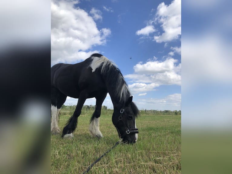 Tinker Jument 21 Ans 152 cm Pinto in Ressen